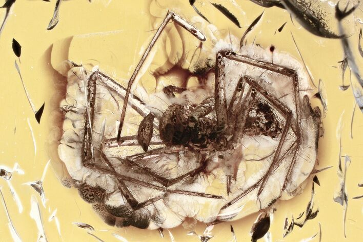 Detailed Fossil Spider (Araneae) In Baltic Amber #325450